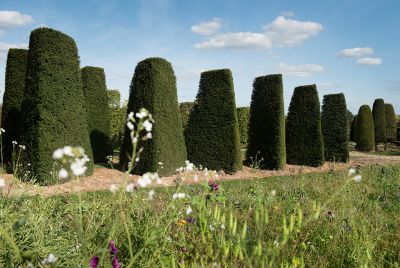 Barockgarten am Schloss Drottningholm in Schweden, umgeben von vierreihigen Kaiser-Linden, die von Lorenz von Ehren gezogen und 2008 geliefert wurden. Heute prägen sie majestätisch die Landschaft.